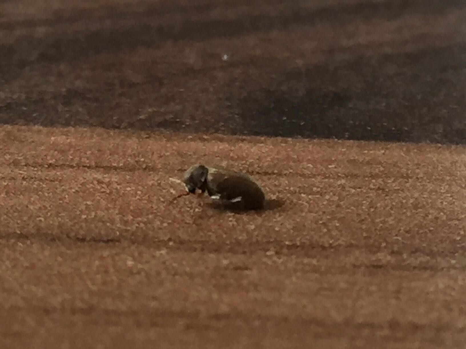 Top 7 facts about woodworm - Prokil Damp and Timber Specialists