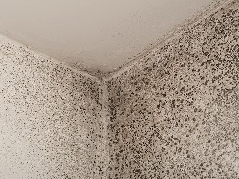 How to Keep Mould From Coming Back on Your Walls Guide