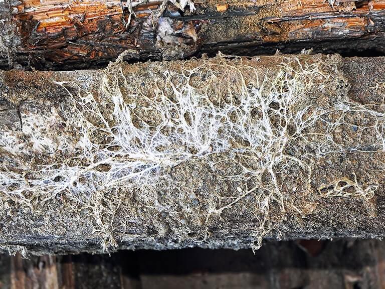 Does Building Insurance Cover Dry Rot? Full Guide